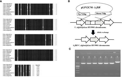 Characterization of fliR-deletion mutant ΔfliR from Vibrio alginolyticus and the evaluation as a live attenuated vaccine